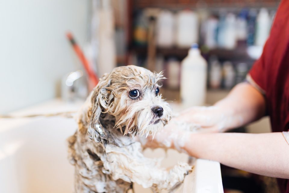 FWB's Best Pet Groomers Make for a Dapper Dog Lee Nissan