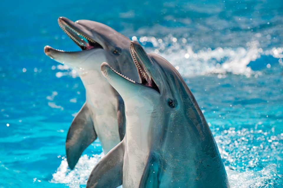 Swim With The Dolphins At Gulfarium Marine Adventure Park Lee Nissan Gulfarium Marine Adventure Park